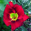 Hemerocallis Royal Occasion